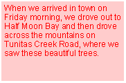 Text Box: When we arrived in town on Friday morning, we drove out to Half Moon Bay and then drove across the mountains on Tunitas Creek Road, where we saw these beautiful trees.