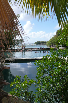 Dolphin Encounter