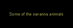 Text Box: Some of the savanna animals