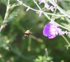 A bee going to a Blue Chip Campanula