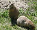 Prairie dogs