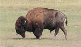 Bison